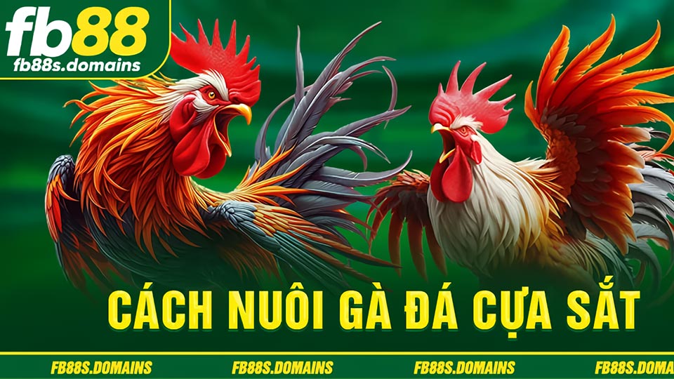 Khuyến Mãi Đá Gà
