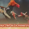 Chiến lược chơi app đá gà Thomo thắng lớn từ cao thủ tại các nhà cái uy tín việt nam