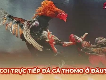 Chiến lược chơi app đá gà Thomo thắng lớn từ cao thủ tại các nhà cái uy tín việt nam