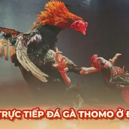 Chiến lược chơi app đá gà Thomo thắng lớn từ cao thủ tại các nhà cái uy tín việt nam