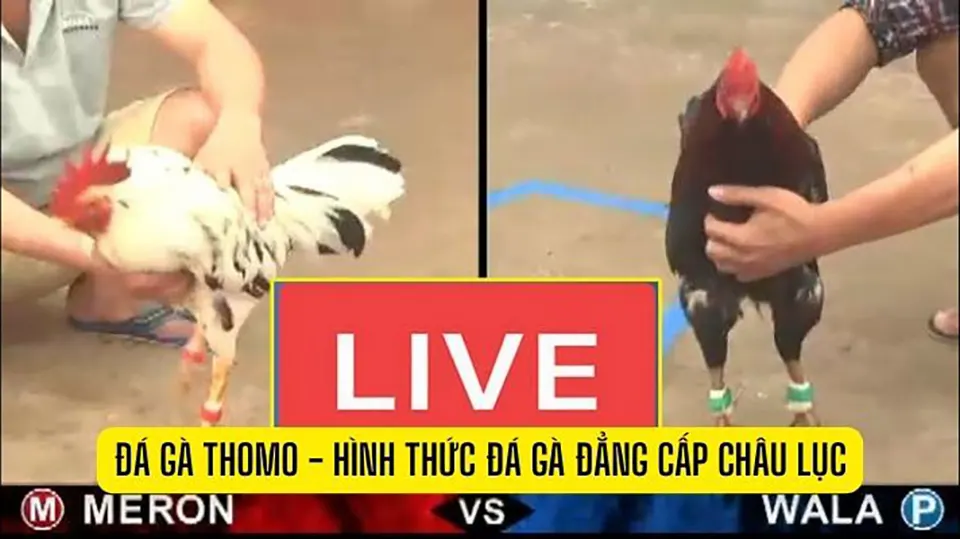 App đá Gà